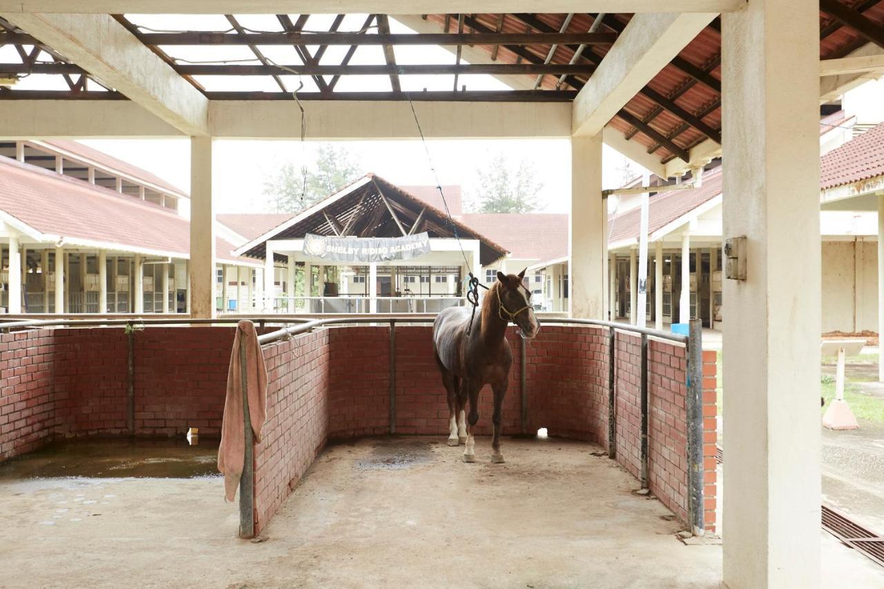 Terengganu Equestrian Resort Куала-Тренгану Экстерьер фото